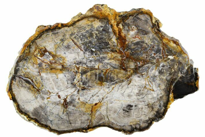 Polished Petrified Wood Round - Paulina, Oregon #184936